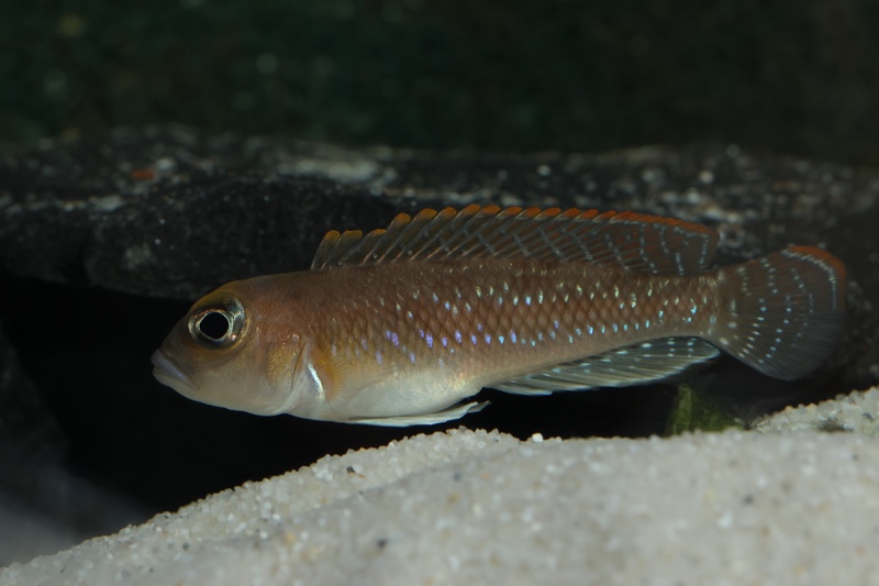 Lamprologus ornatipinnis 'Mwamgongo'